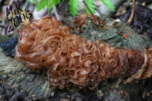 Tremella_foliacea.jpg