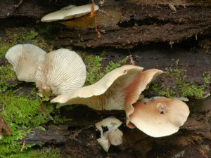 Trepkovitka zplotl - Crepidotus applanatus2.jpg