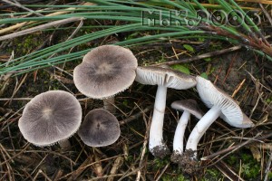 tricholoma_gausapatum_214.jpg