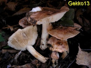 Tricholoma populinum.jpg