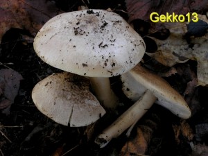 Tricholoma scalpturatum2.jpg