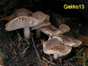 Tricholoma scalpturatum.jpg