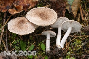 tricholoma_scalpturatum_210.jpg