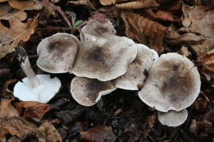 Tricholoma_scalpturatum.jpg