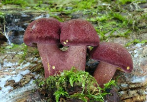 Tricholomopsis rutilans.jpg