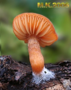 Tubaria_hiemalis.jpg