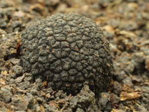 Tuber aestivum6.jpg