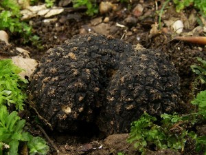 Tuber aestivum 1.jpg