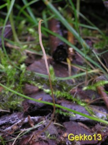 Typhula phacorrhiza.jpg