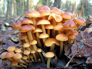 U_sachty_1_Boletus.jpg