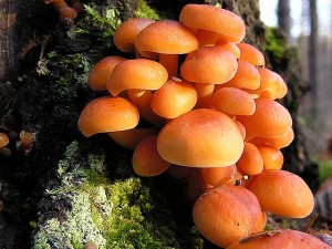 U_sachty_2_Boletus.jpg