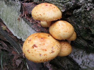 upinovka slizsk-Pholiota adiposa.jpg