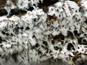 Vlekovka kekovit - Ceratiomyxa fruticulosa.jpg