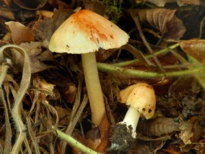 Vlknice godeyova - Inocybe godeyi1.jpg