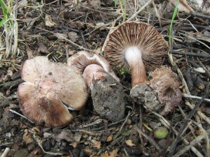 vlknice jursk-Inocybe adequata(jurana) 1.jpg