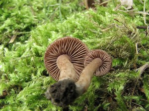 vlknice plavohnd-Inocybe cincinata1.JPG