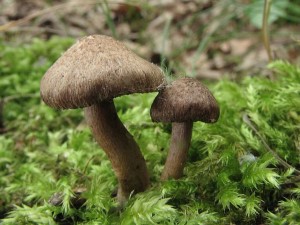 vlknice plavohnd -Inocybe cincinata.jpg