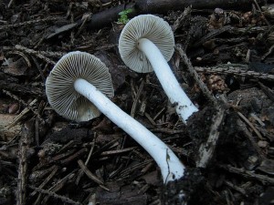 vlknice zemn-Inocybe geophylla1.JPG