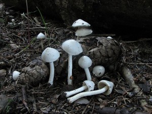 vlknice zemn-Inocybe geophylla.JPG