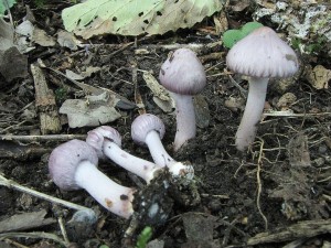 vlknice zemn  var.fialov-Inocybe geophylla var.lilacina.jpg