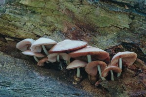 Volvariella bombycina3.jpg