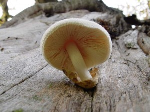 Volvariella bombycina_1.jpg