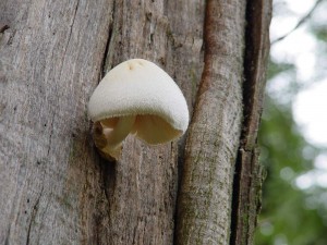 Volvariella bombycina_3.jpg