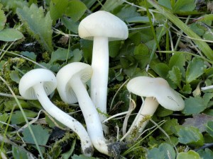 Voskovka panensk - Hygrocybe virginea (1)-1.jpg