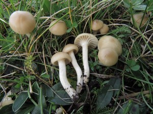 voskovka panensk hnd-Hygrocybe virginea var.fuscescens 2.jpg