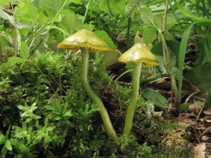 voskovka papou-Hygocybe psittacina 2.jpg