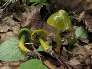 voskovka papou-Hygrocybe psittacina.JPG