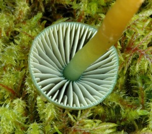 Voskovka papou - Hygrocybe psittacina.jpg