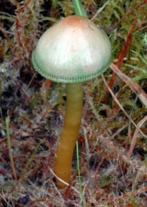 Voskovka papou - Hygrocybe psittacina (1).jpg