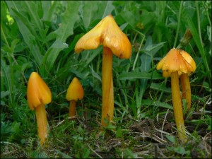 Voskovka stl - Hygrocybe persistens.jpg