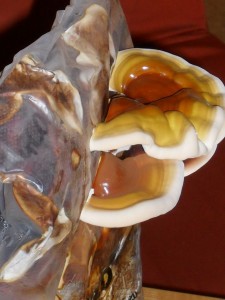 www.planetahub.cz - MY BEAUTY - REISHI.JPG