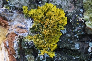 Xanthoria_parietina.jpg