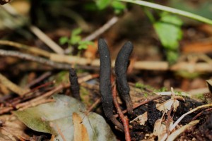 xylaria longipes.jpg