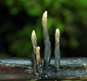 Xylaria longipesB.jpg