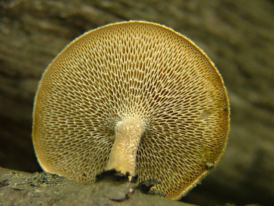 choro__pl_stvov__-_polyporus_arcularius__529.jpg