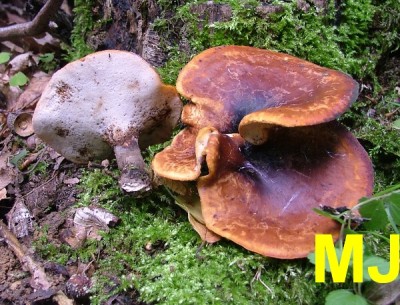 Choros_smolonohy_Polyporus_badius1.jpg