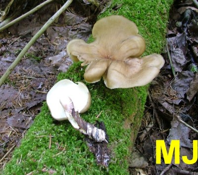 Choros_smolonohy_Polyporus_badius.jpg