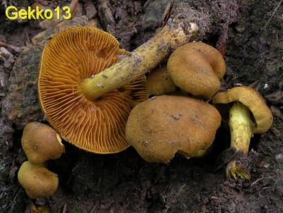 Cortinarius cinnamomeus10.jpg