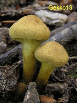 Cortinarius cinnamomeus8.jpg