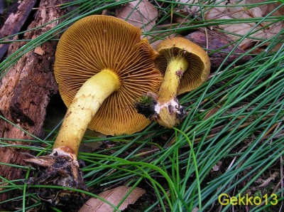 Cortinarius cinnamomeus.JPG