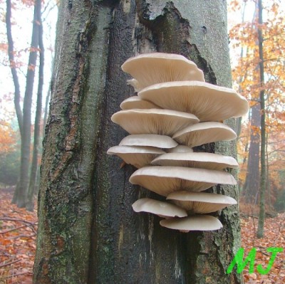 Hiva_ustricna_Pleurotus_ostreatus1.jpg