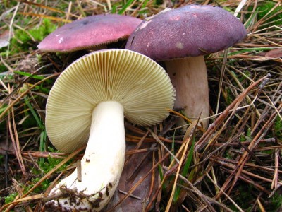 Holubinka_jizliva_Russula_sardonia (1).jpg