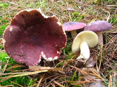 Holubinka_jizliva_Russula_sardonia.jpg