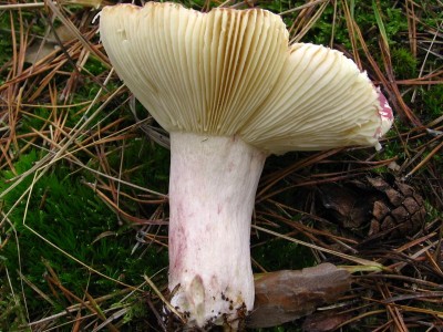 Holubinka_jizliva_Russula_sardonia (2).jpg