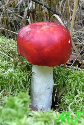 Holubinka_vrhavka_Russula_emetica (1).jpg