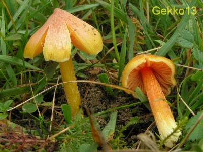 Hygrocybe persistens.JPG